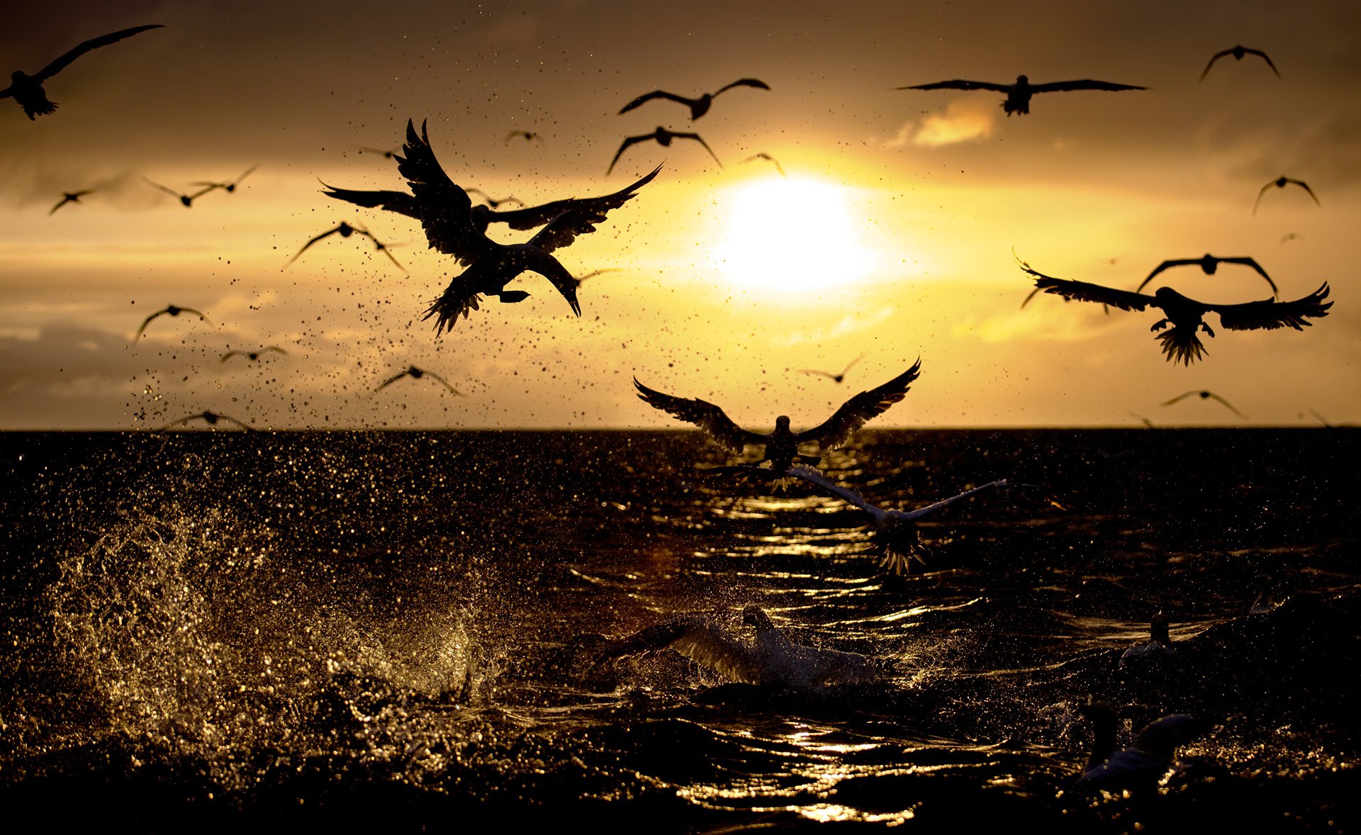 Northern gannet at sunrise